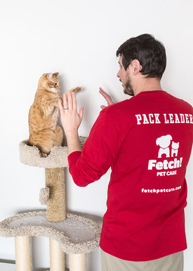 fetch pet care prices