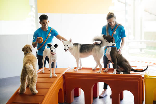 dogtopia daycare cost